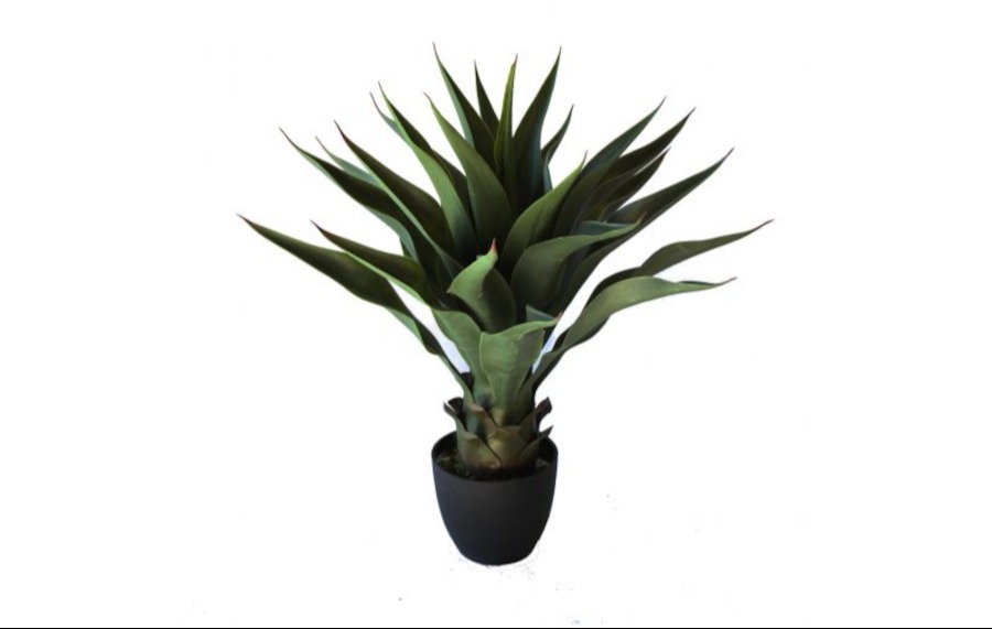 Agave 60cm Green Red Tips Potted