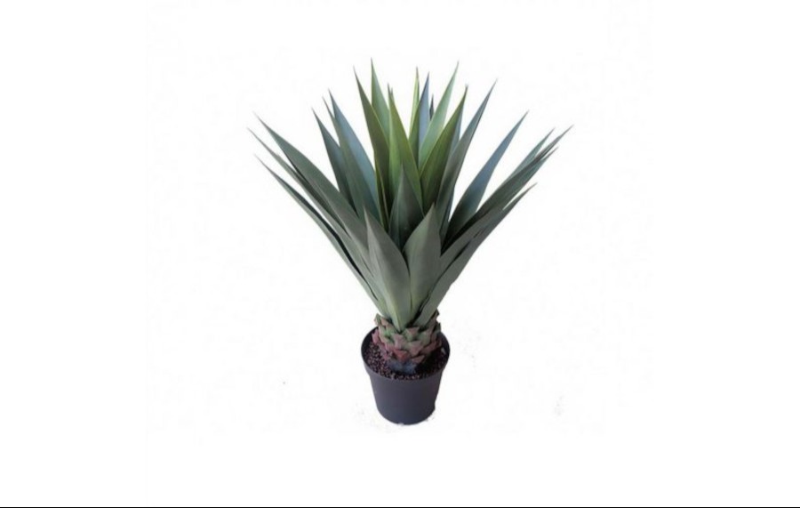 Agave Giant 1m stabilised 