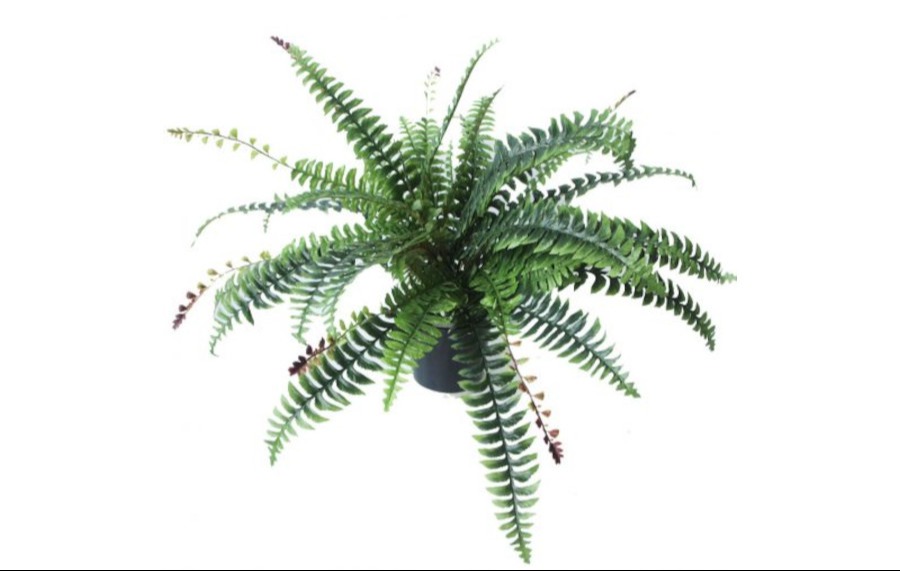 Boston Fern 73cm complete in Pot