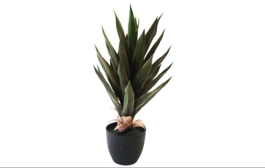 Agave Mexicano Uv Stabilised