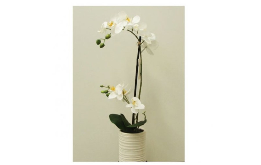 Orchid Plant White Potted